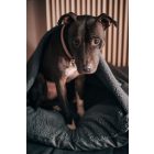 Hide In Tilia Grey L (100x70cm)