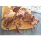 Premium Soft Magic Okker XL (120x80cm)