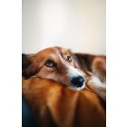 Fringed Soft Magic Okker M (60x53cm)