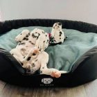 Fringed Soft Magic Ocean L (80x63cm)