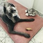 Premium Soft Magic Pink L (100x70cm)