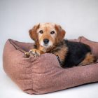 NRDOGS Lux Arte For Girls