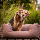 NRDOGS Lux Arte For Girls