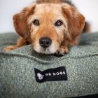 NRDOGS Lux Arte For Boys