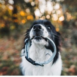 Collars and Leashes