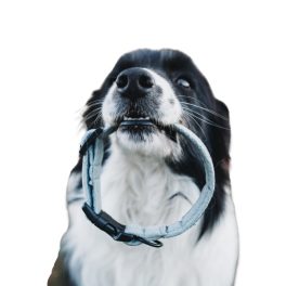 NRDOGS Collars