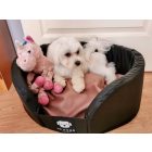 Fringed Soft Magic Pink