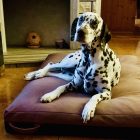 Premium Soft Magic Pink