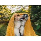 NRDOGS Blanket 100x150cm