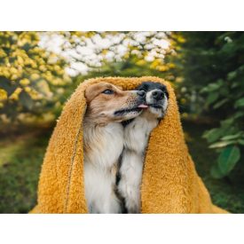 NRDOGS Blanket 100x150cm