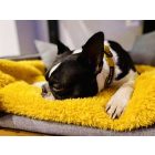 NRDOGS Blanket 100x150cm