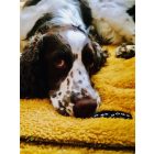 NRDOGS Blanket 100x150cm